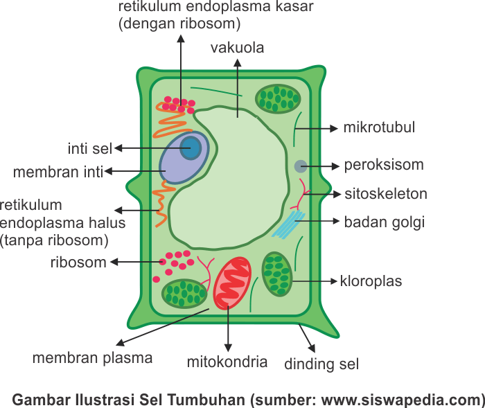 Gambar ilustrasi sel tumbuhan