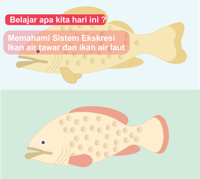 Sistem Ekskresi Pada Ikan Air Tawar dan Ikan Air laut