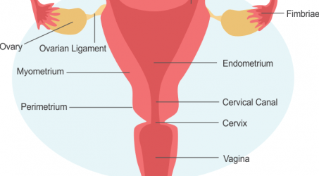 Fungsi Uterus atau Rahim Pada Sistem Reproduksi Wanita