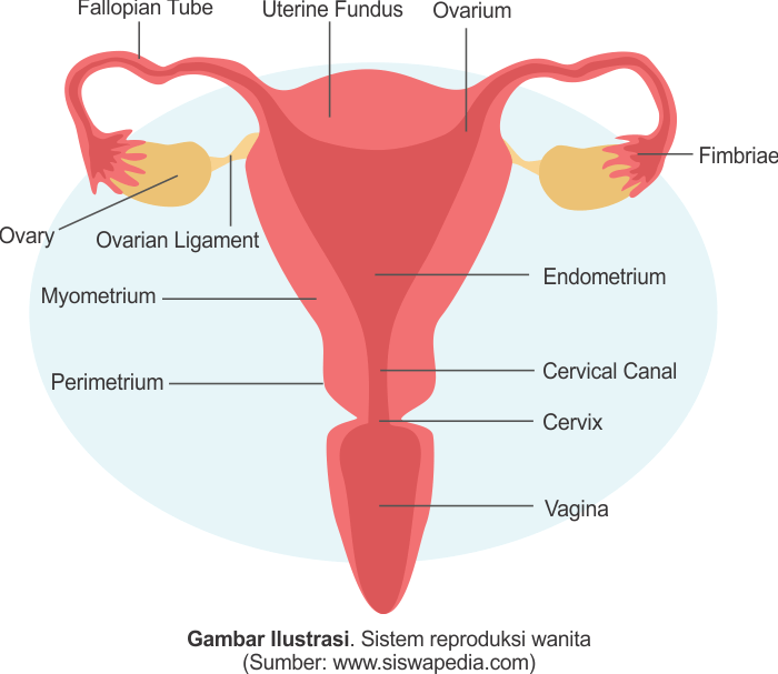 Fungsi Uterus atau Rahim Pada Sistem Reproduksi Wanita Siswapedia