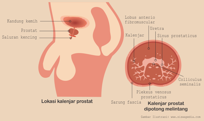 Bagian Struktur Anatomi Kelenjar Prostat