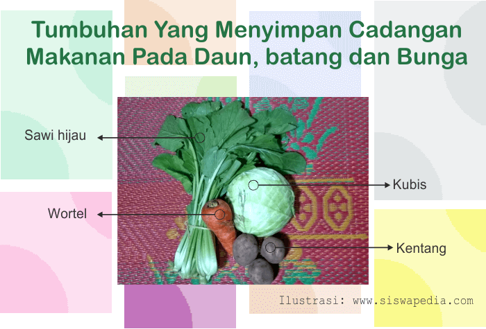 Tempat Menyimpan Cadangan Makanan Pada Daun, Akar dan Bunga