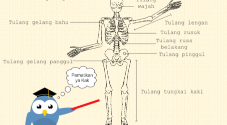 Fungsi dan Bagian-Bagian Tulang
