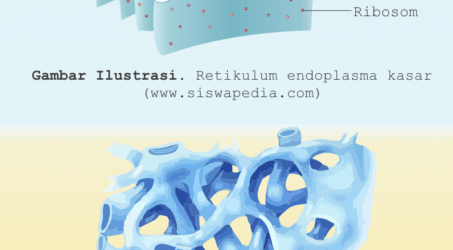 Struktur dan Fungsi Retikulum Endoplasma