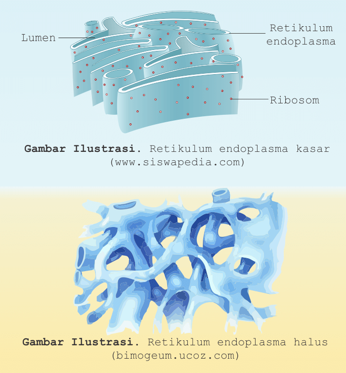 Struktur dan Fungsi Retikulum Endoplasma