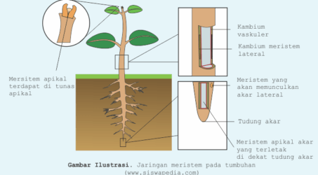 jaringan meristem pada tumbuhan