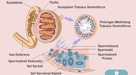 Pengertian dan Fungsi Tubulus Seminiferus