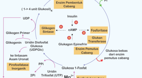 Jalur tahapan Glikogenesis