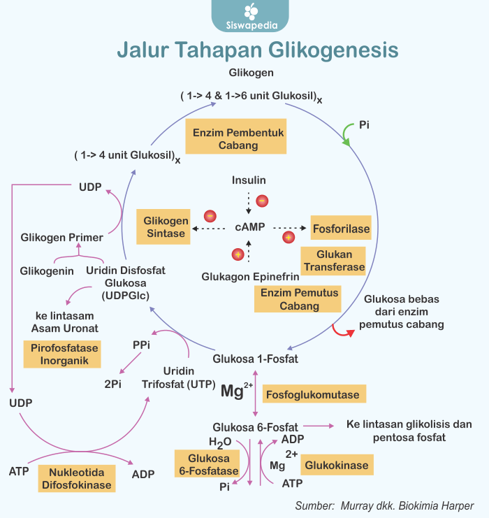 Jalur tahapan Glikogenesis