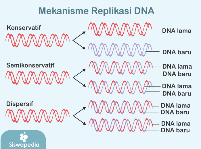 Proses Atau Mekanisme Replikasi DNA