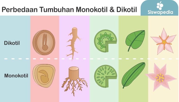 Perbedaan Tumbuhan Monokotil dan Dikotil