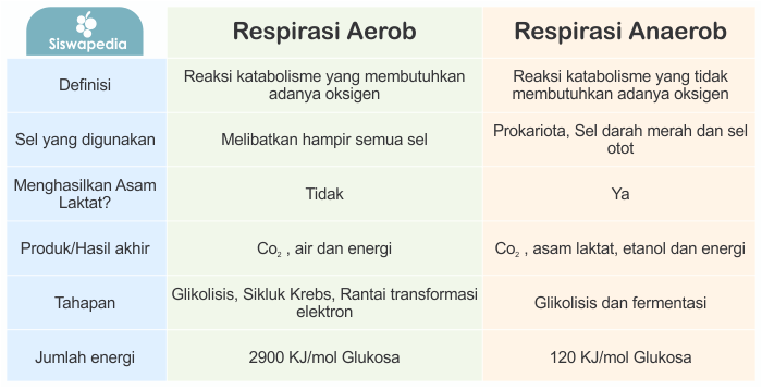 Tabel perbedaan respirasi aerob dan anaerob