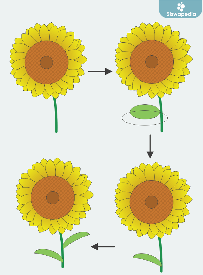 Cara menggambar bunga matahari menggunakan corel draw.png