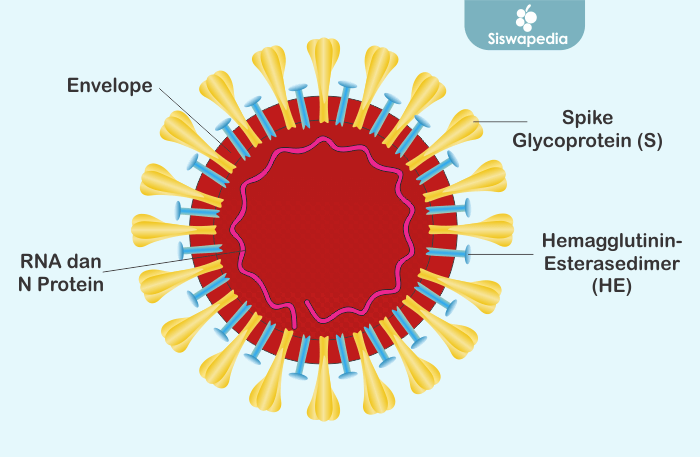 Ilustrasi Virus Corona untuk artikel Pola Hidup Sehat Untuk Mencegah Infeksi Virus Corona
