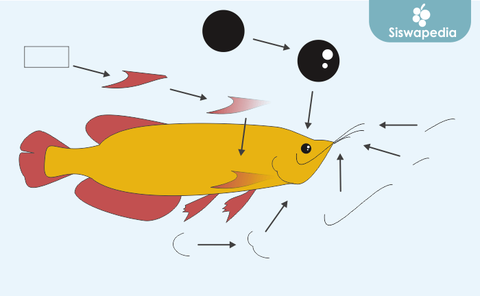 Menggambar ikan arwana air tawar