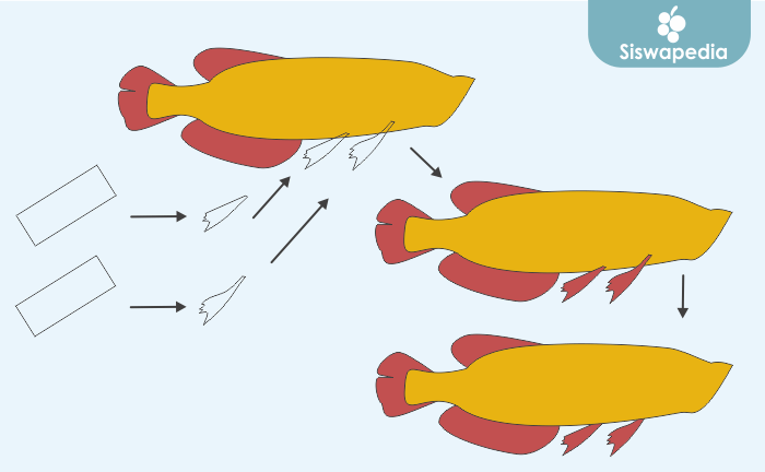 Menggambar sirip depan ikan arwana air tawar