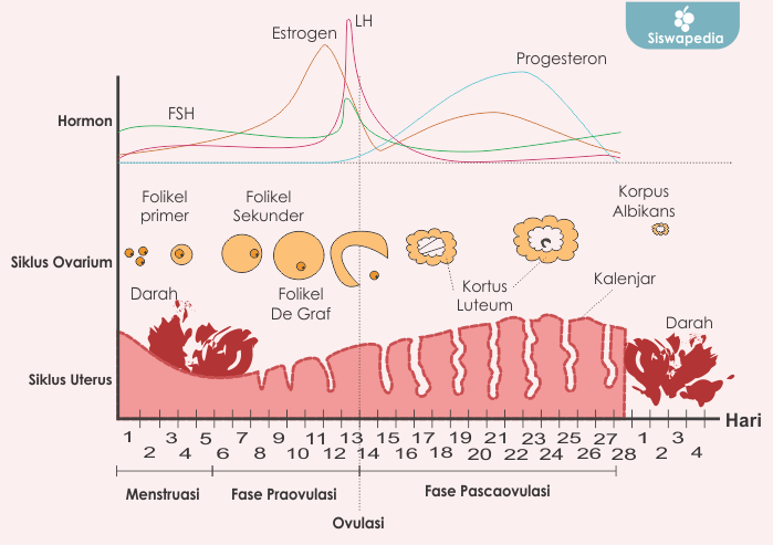 Gambar Grafik Siklus Menstruasi