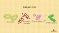 Pengertian dan Ciri Eubacteria