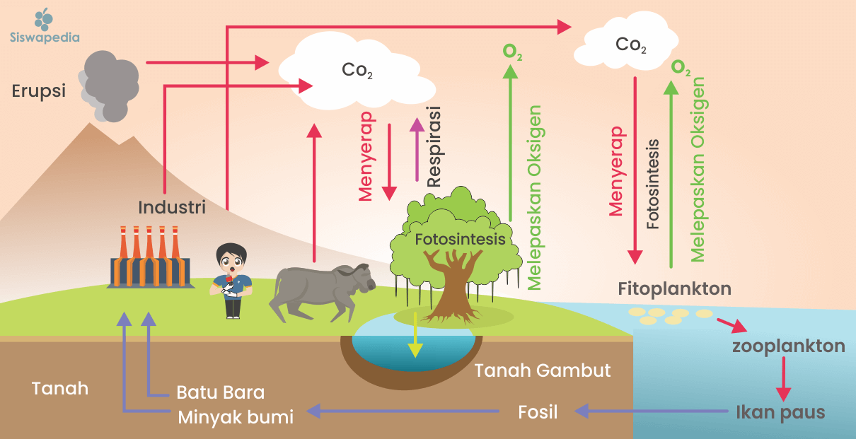 Siklus daur karbon dan oksigen