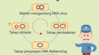 Siklus Lisogenik Pada Virus