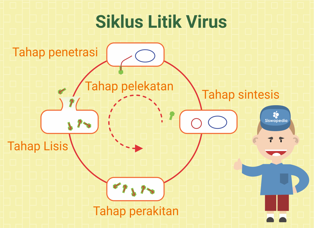 Siklus Litik Pada Virus