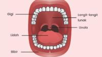 Cara Menjaga Kesehatan Mulut Beserta Anatominya
