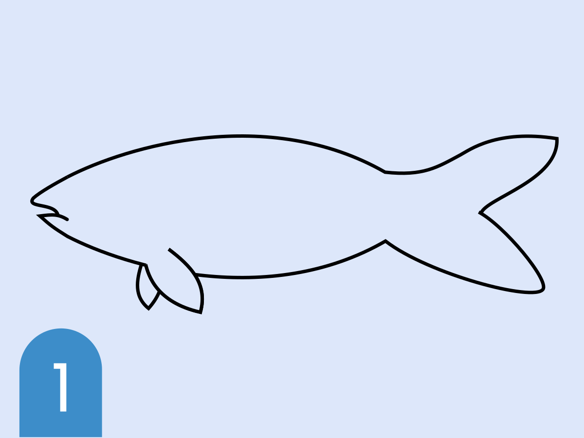 Sketsa badan ikan Botia
