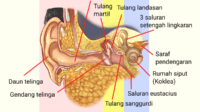 Bagian telinga manusia