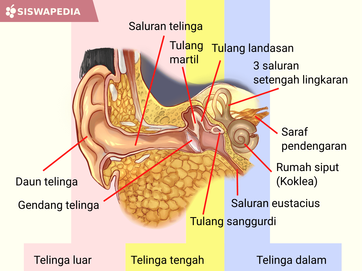 Bagian telinga manusia